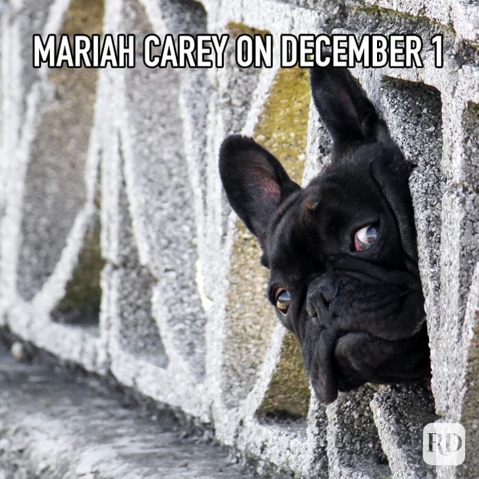 Mariah Carey On December 1 meme text ov dog peeking through hole