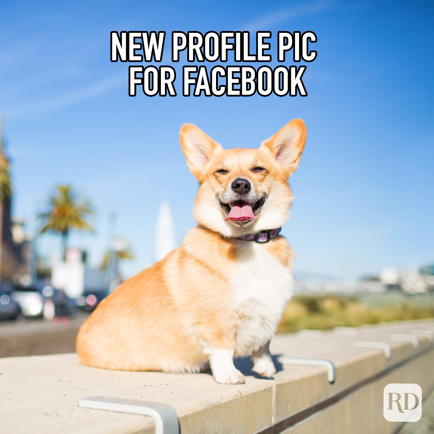 New Profile Pic For Facebook meme text over corgi looking dapper