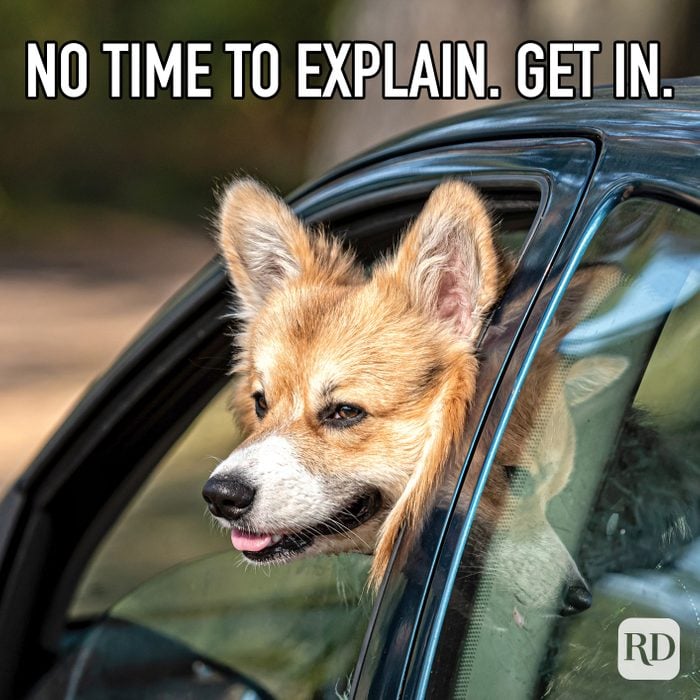 No Time To Explain. Get In. meme text over corgi in car