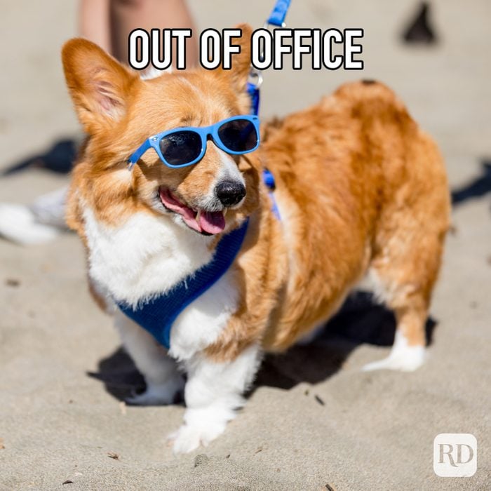 Out Of Office meme text over corgi at beach with sunglasses