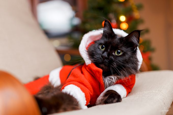 cat on a couch in a santa costume for chirstmas