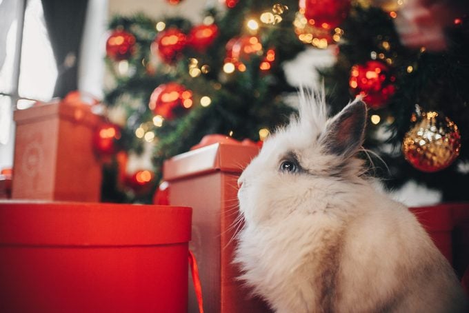 pet bunny sitting with christmas gifts under the chirstmas tree