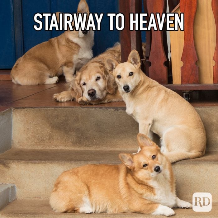 Stairway To Heaven meme text over corgis sitting on steps