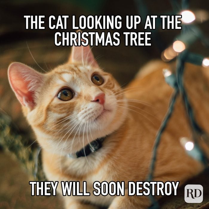 The Cat Looking Up At The Christmas Tree They Will Soon Destroy meme text