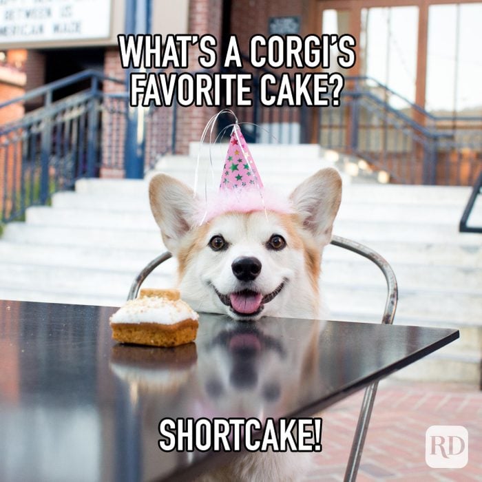 Whats A Corgi's Favorite Cake? Shortcake! meme text over corgi with party hat and piece of cake