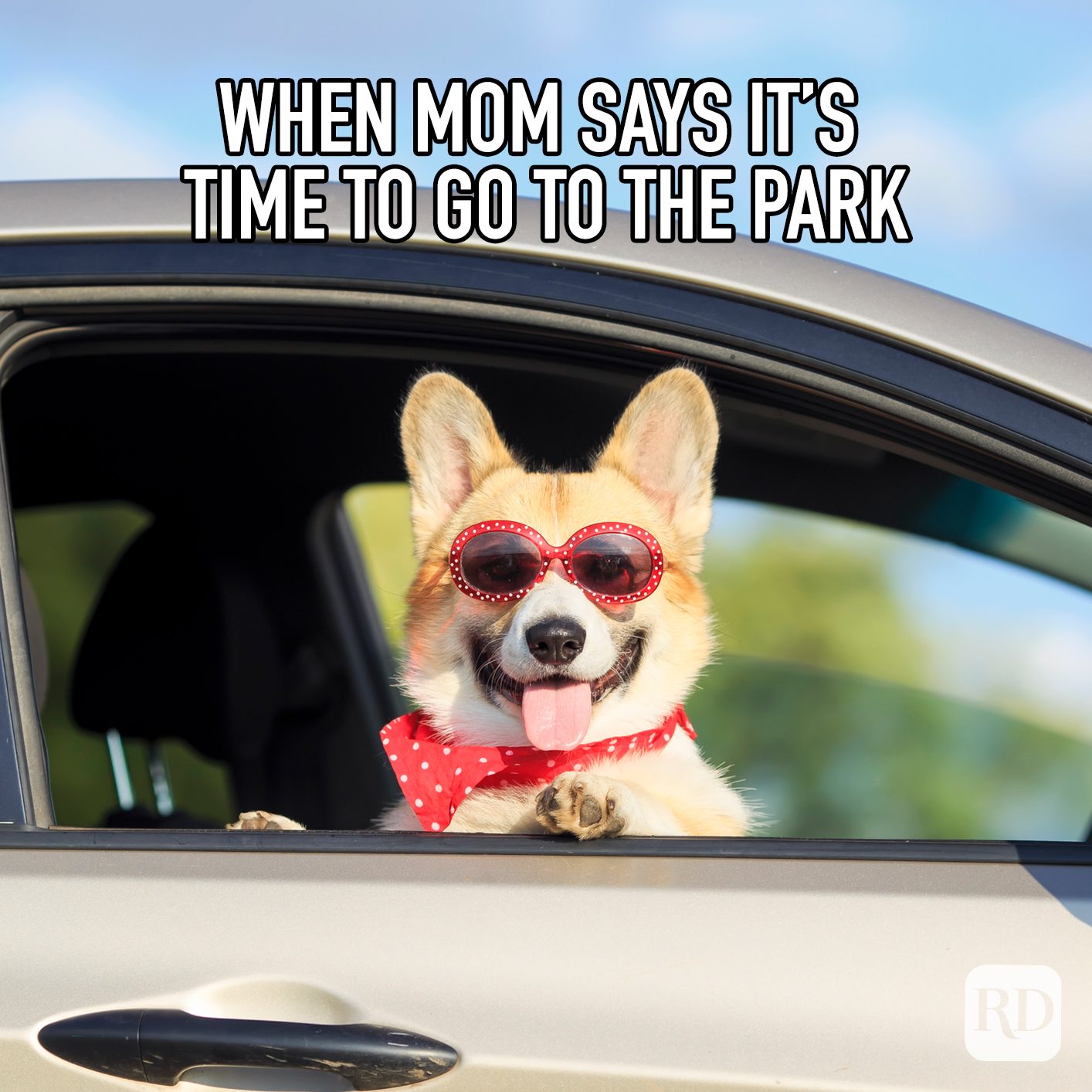 When Mom Says Its Time To Go To The Park meme text over happy corgi riding in car with sunglasses and scarf