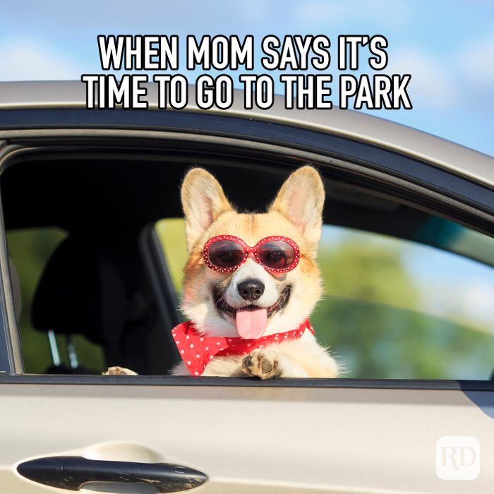 When Mom Says Its Time To Go To The Park meme text over happy corgi riding in car with sunglasses and scarf