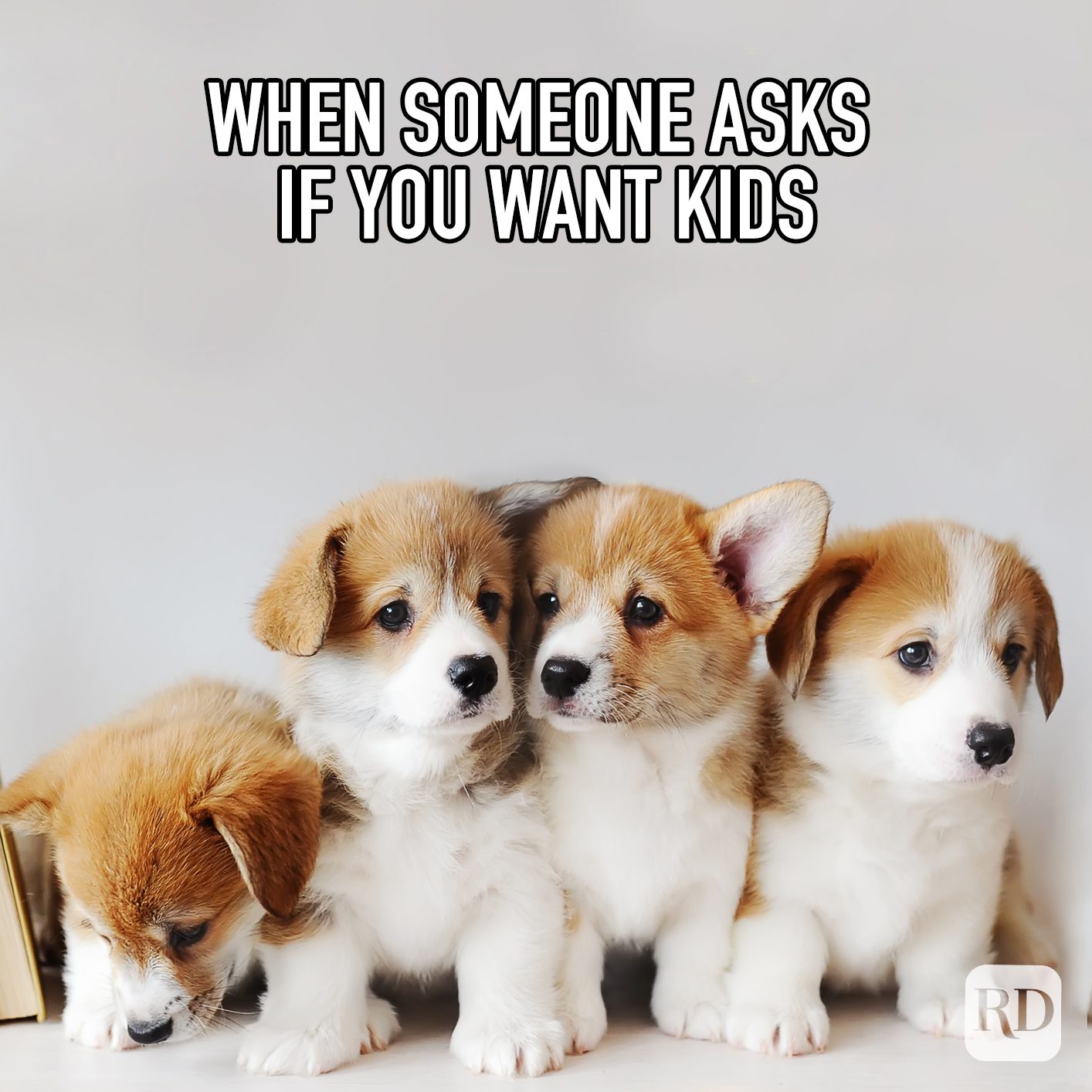 When Someone Asks If You Want Kids meme text over group of corgi puppies