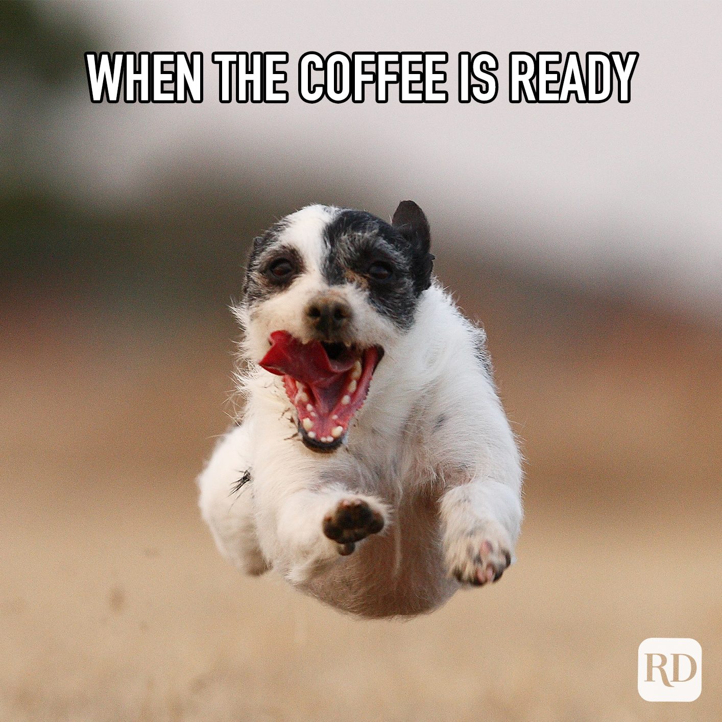 When The Coffee Is Ready meme text of dog flying