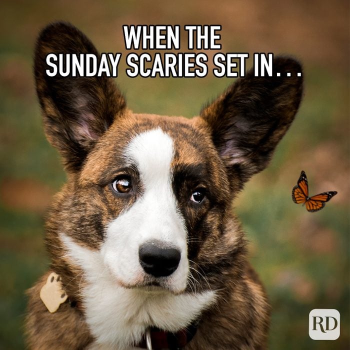When The Sunday Scaries Set In meme text over corgi looking melancholy