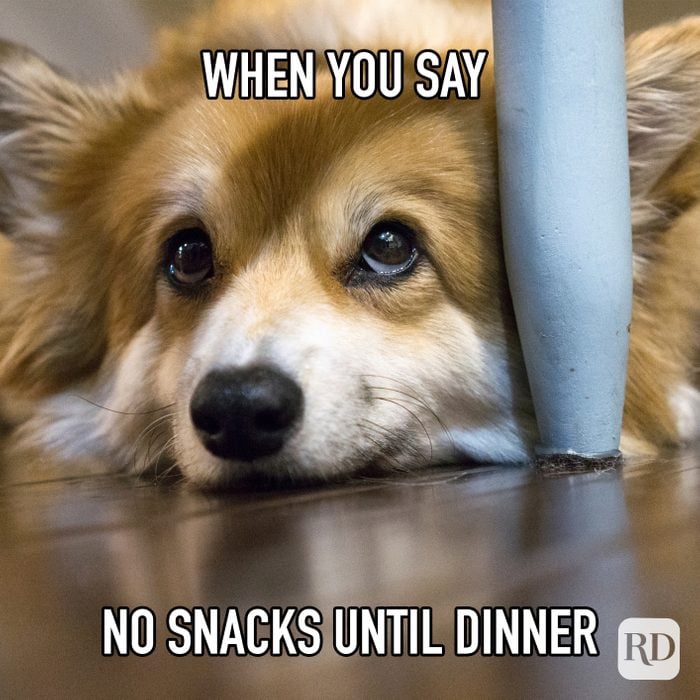 When You Say No Snacks Until Dinner meme text over corgi looking sad