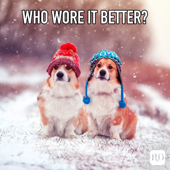Who Wore It Better meme text over two corgis wearing winter hats