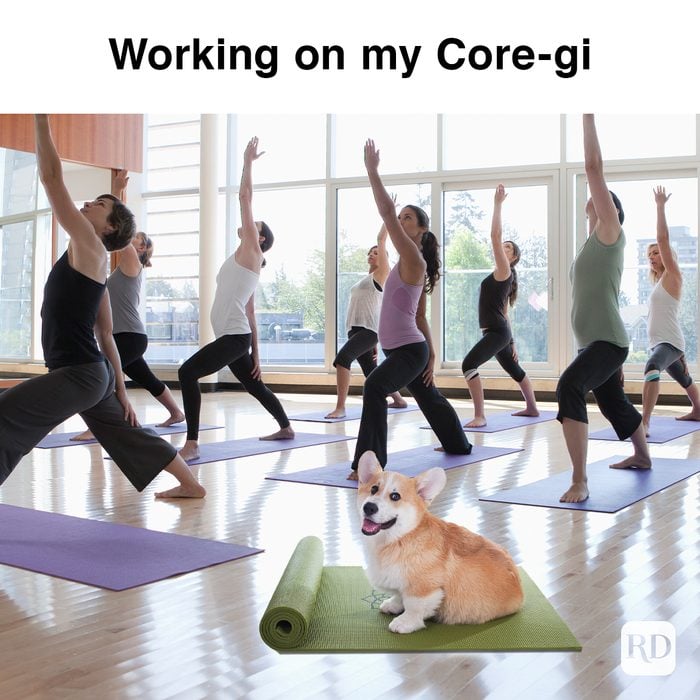 corgi in a yoga class