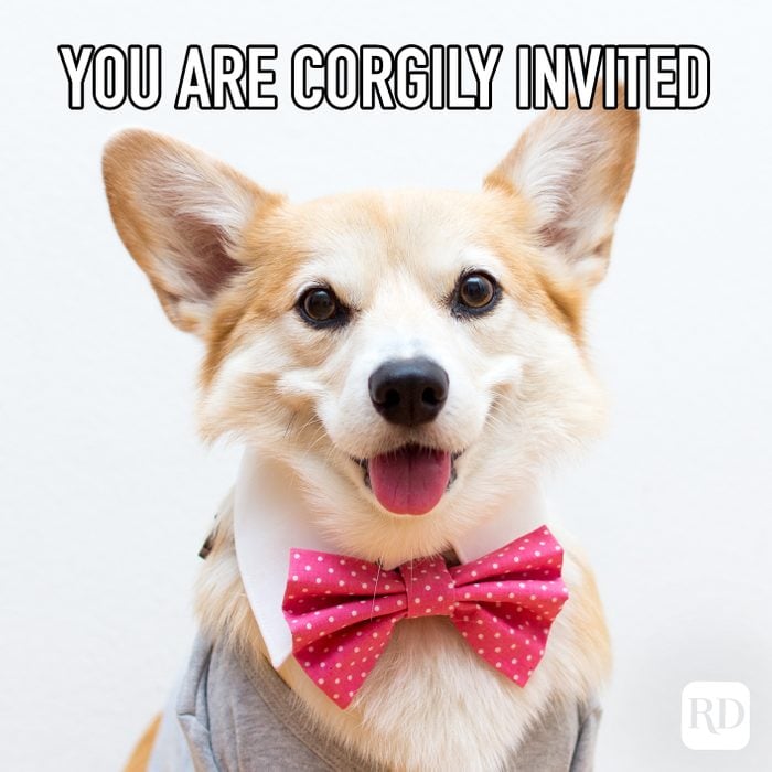 You Are Corgily Invited meme text over corgi in suit and tie