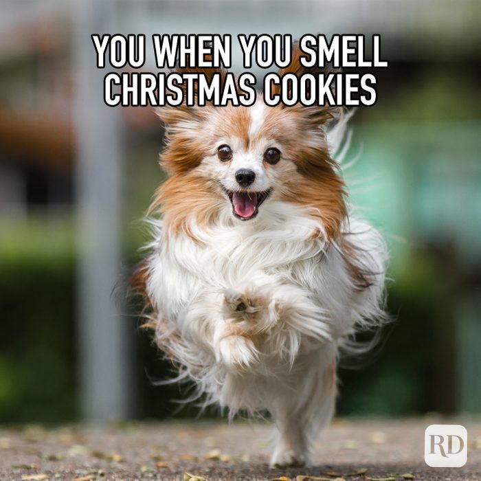 You When You Smell Christmas Cookies meme text over dog running