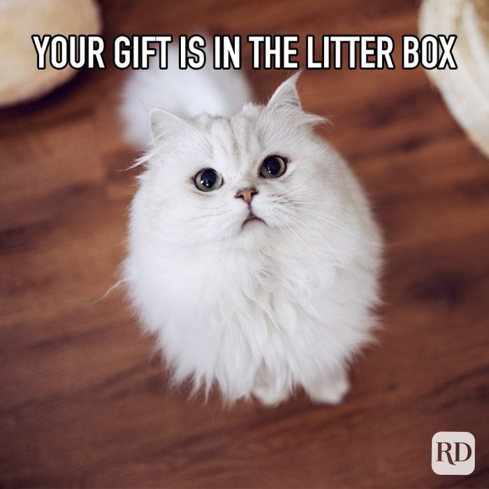 Your Gift Is In The Litterbox meme text over cat