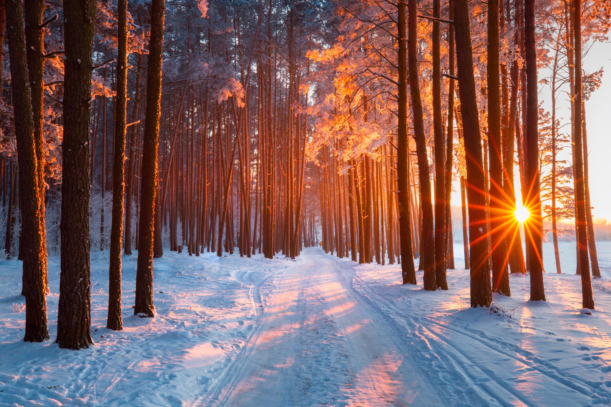 Snowy path in winter forest. Evening sun shines through trees.