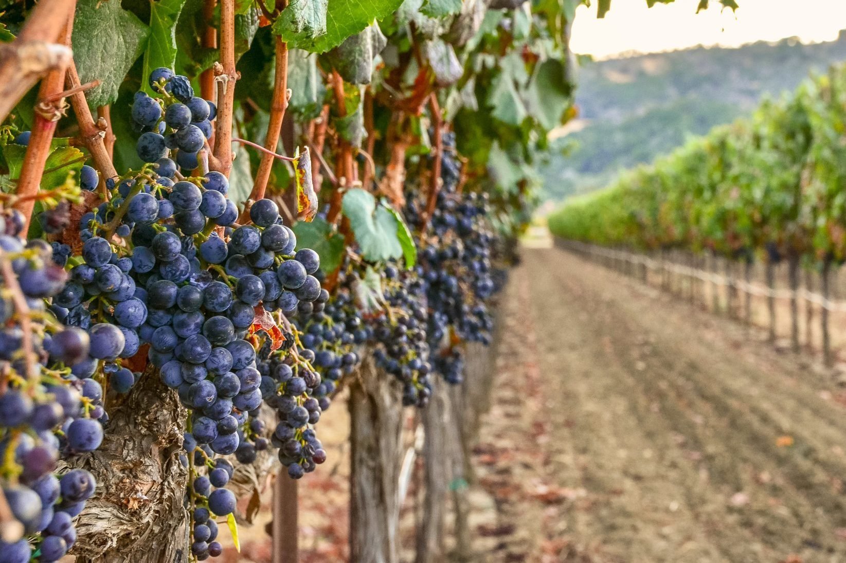 top napa wineries to visit 2023