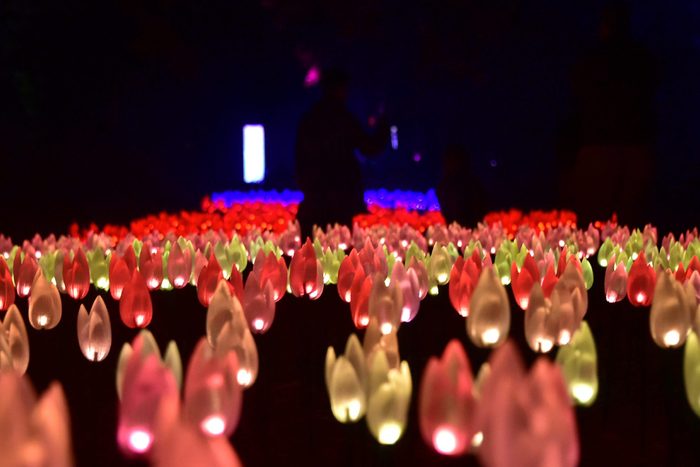 The Enchanted Forest of Light preview at Descanso Gardens in La Canada Flintridge, California