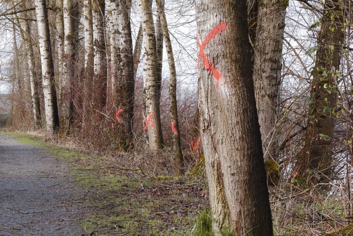 red spray paint x's on trees along a roadway