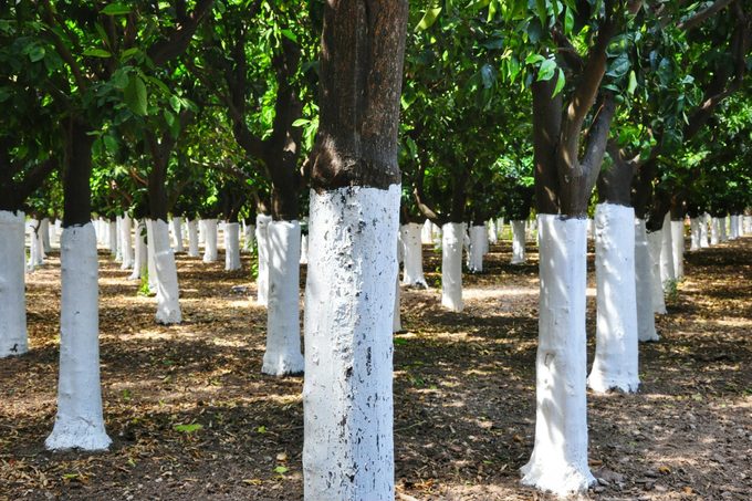 White Painted Tree Trunks At Orange Orchard