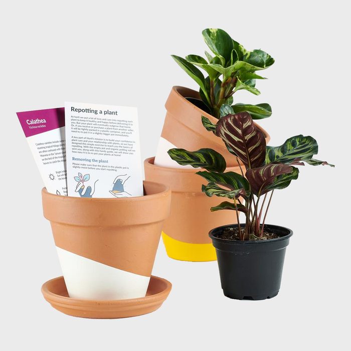 Horti Plant Subscription Box