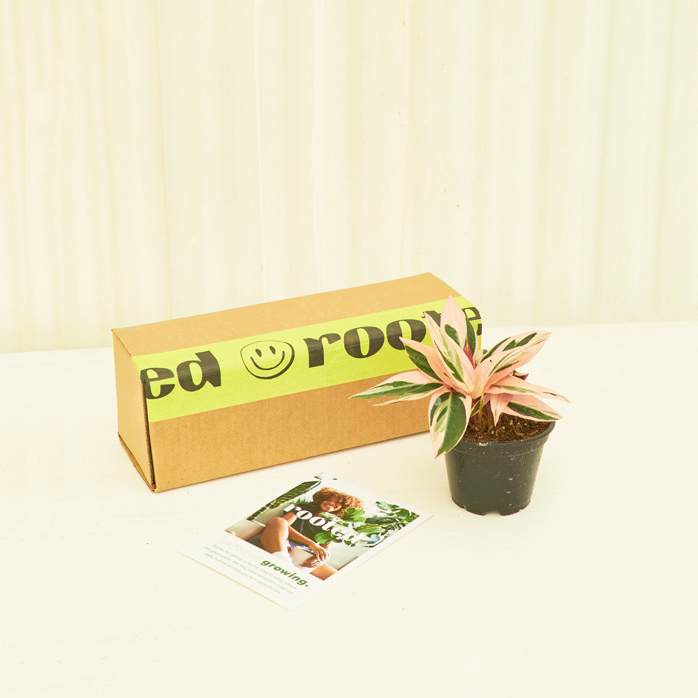 Rooted Plant Subscription Box