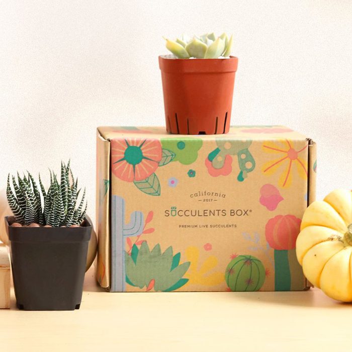 Succulents Box Plant Subscription Box