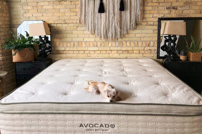Avocado Green Mattress set up in bedroom with dog sitting on top