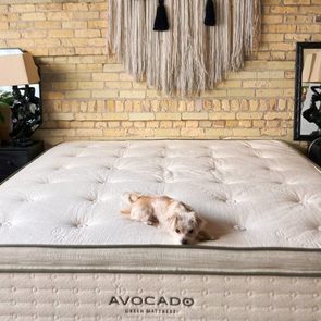 Avocado Green Mattress set up in bedroom with dog sitting on top