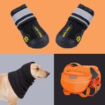 Essential Dog Winter Gear to Keep Your Pup Comfortable