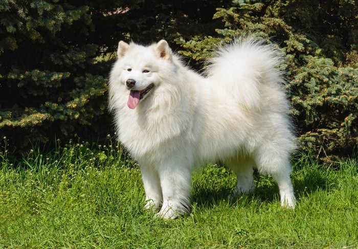 Samoyed dog standing outside on a sunny day