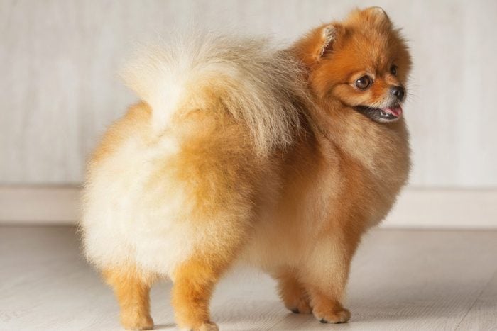 back view of Pomeranian dog