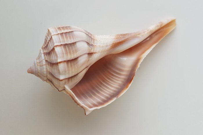 Close-Up Of Seashell Over White Background