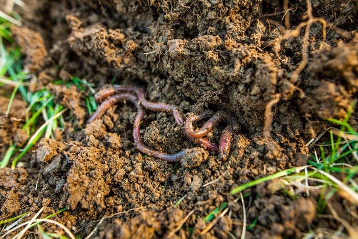 earthworms in the dirt during springtime