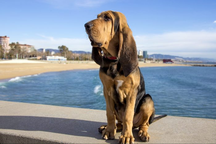 Beautiful Bloodhound Puppy At 5 Months