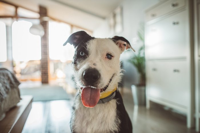 mixed breed dog with tongue out sitting inside home