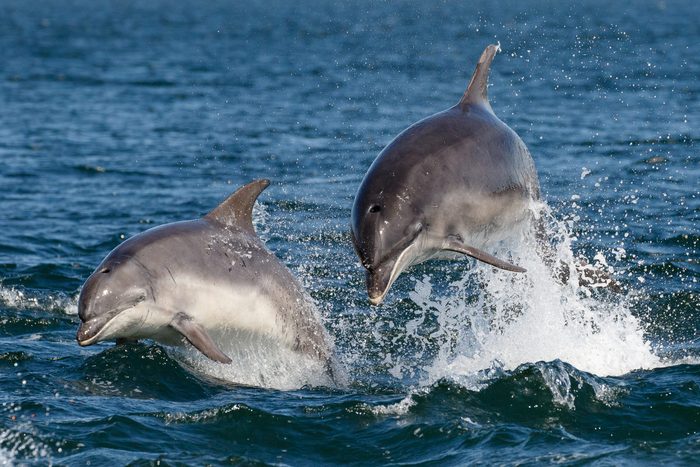 Two Bottlenose Dolphins Jumping in the Moray Firth
