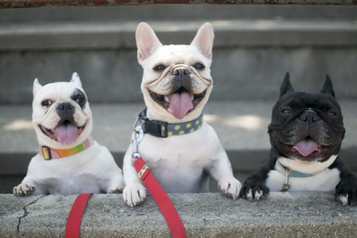 three French bulldogs standing outside
