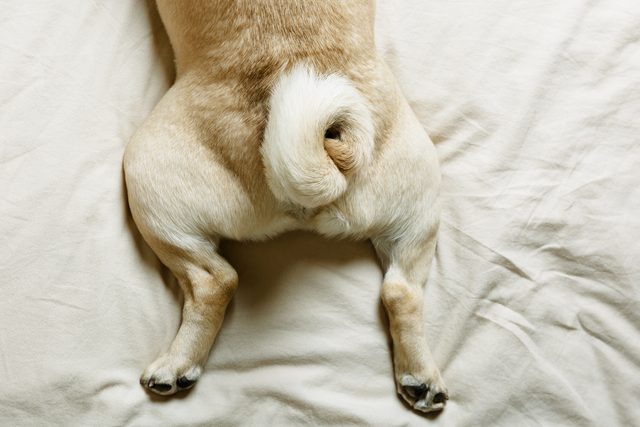 The tail and paws of a beige pug dog on a bed at home