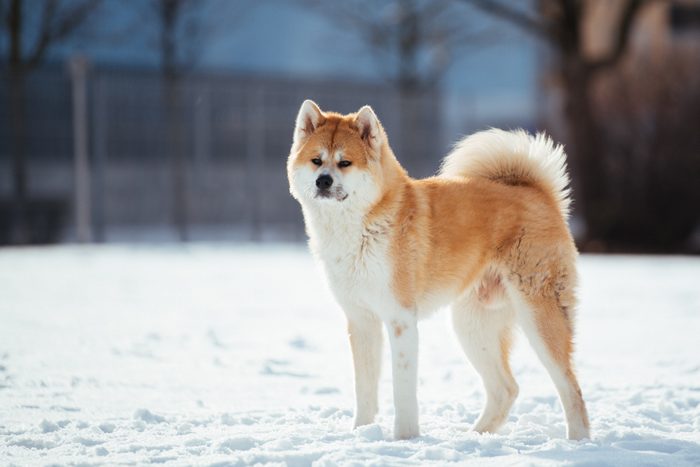 Akita Dog Standing On Snow