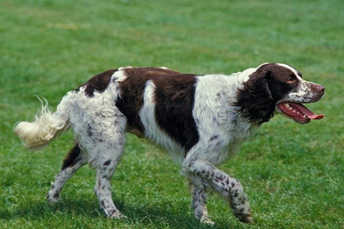 French Spaniel walking on grass outside