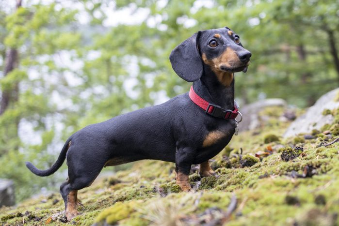 Cute dachshund in the forest