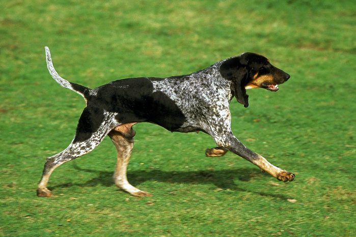 Great Blue Gascony Hound or Grand Bleu de Gascogne dog running on grass outside