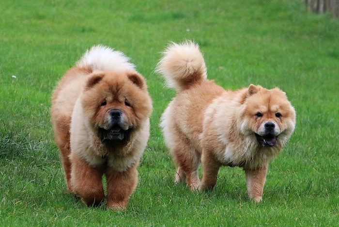 Two brown chow chows running on the grass at a park