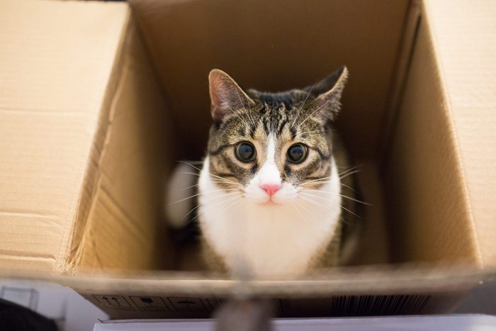bir kutuda asılı kedi