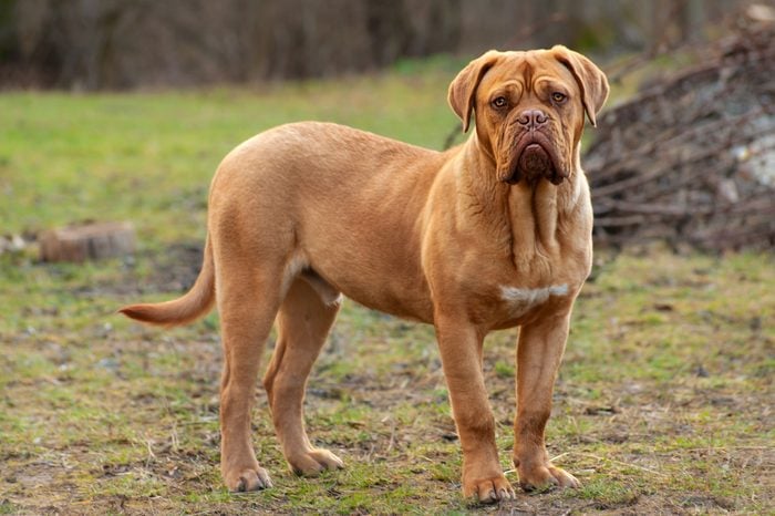 Dogue de Bordeaux or French mastiff dog standing outside