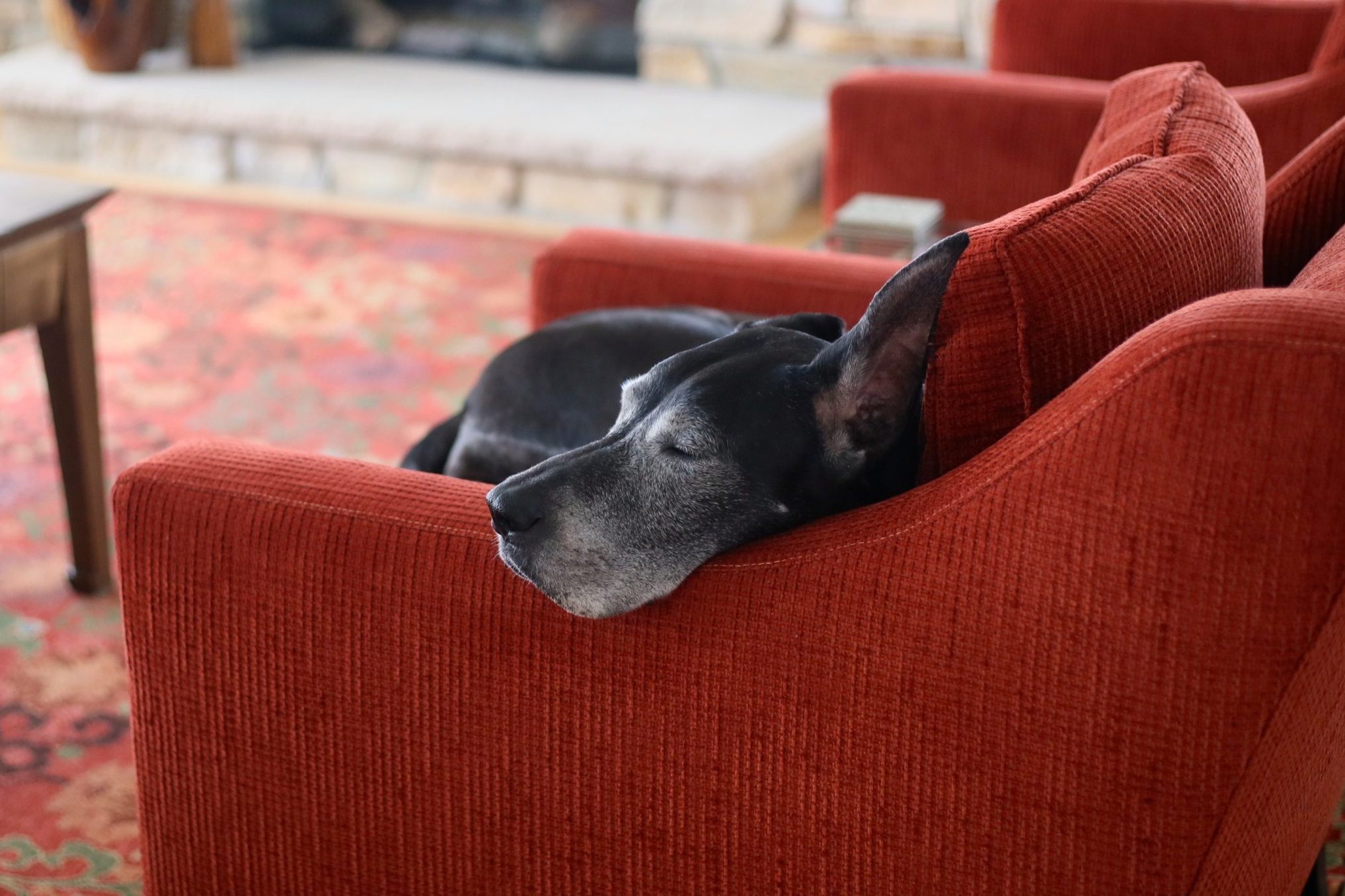 great dane sleeping on the couch at home