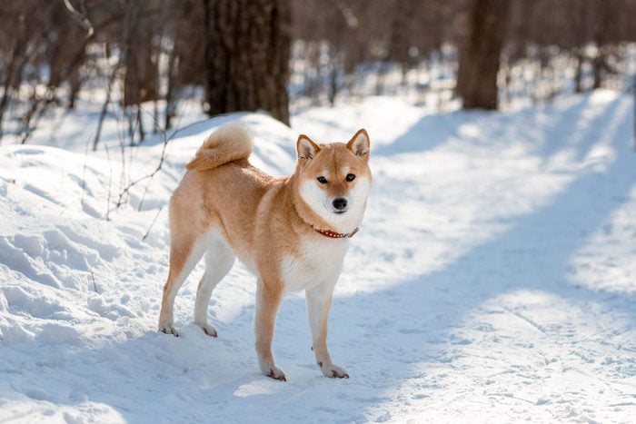 red Shiba Inu dog standing in the snow in the woods