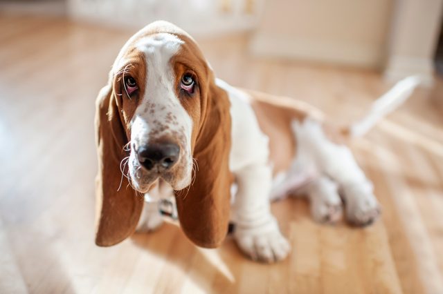 Adorable Basset Hound puppy sits with cute expression in pretty light